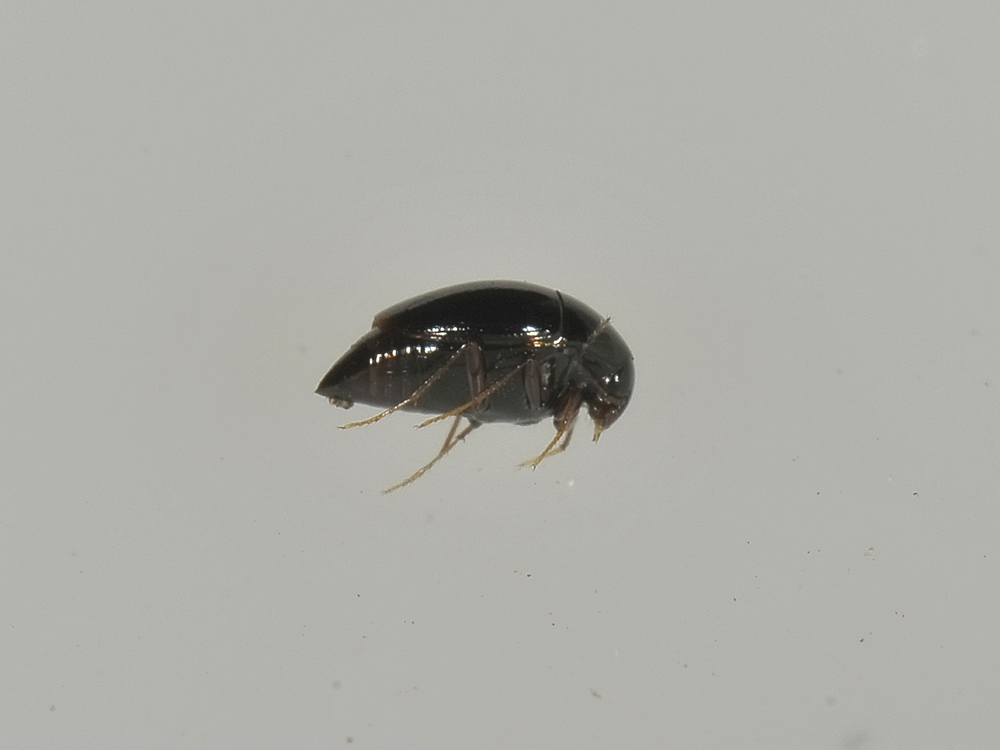 Scaphisoma agaricinum?
